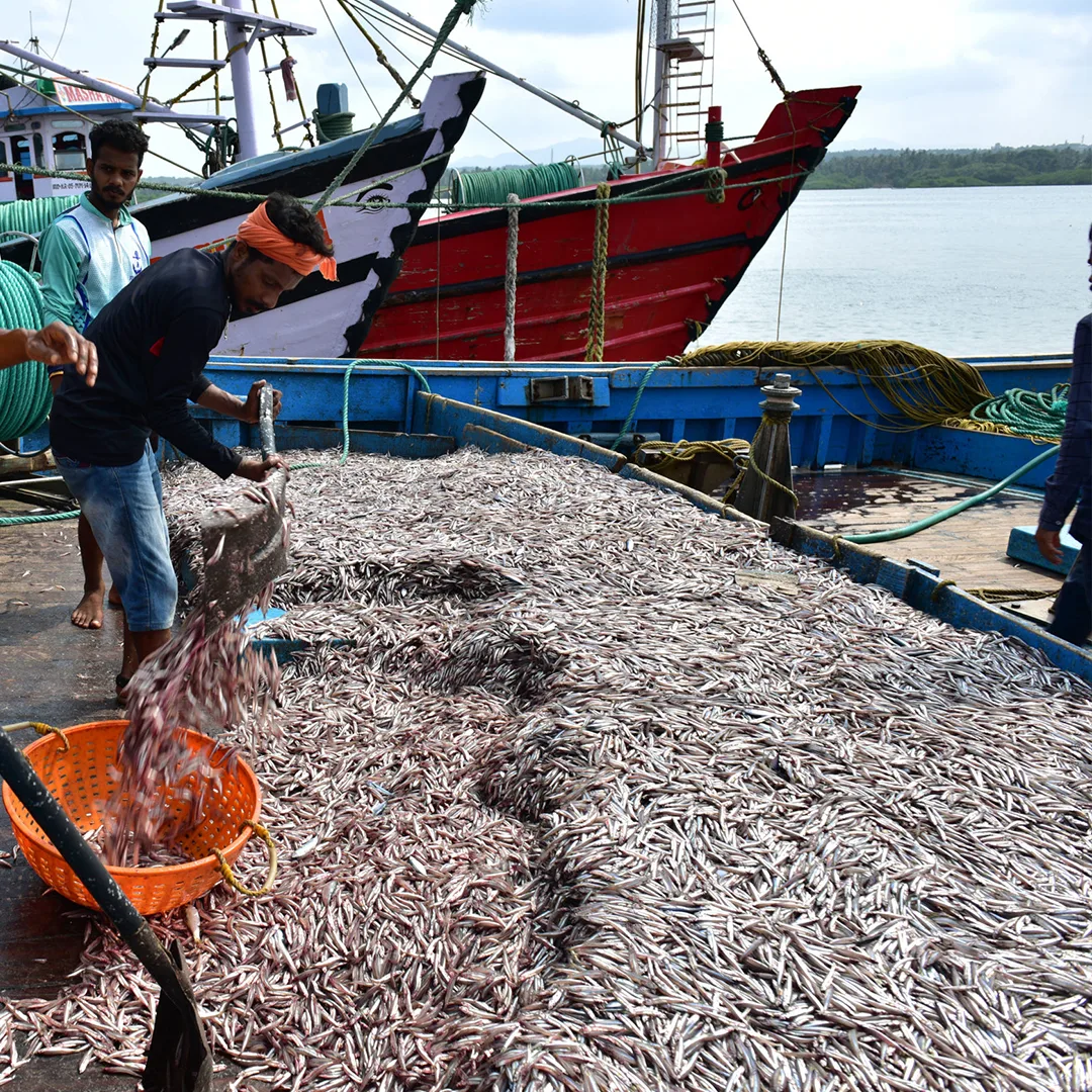 tadadi-fishing